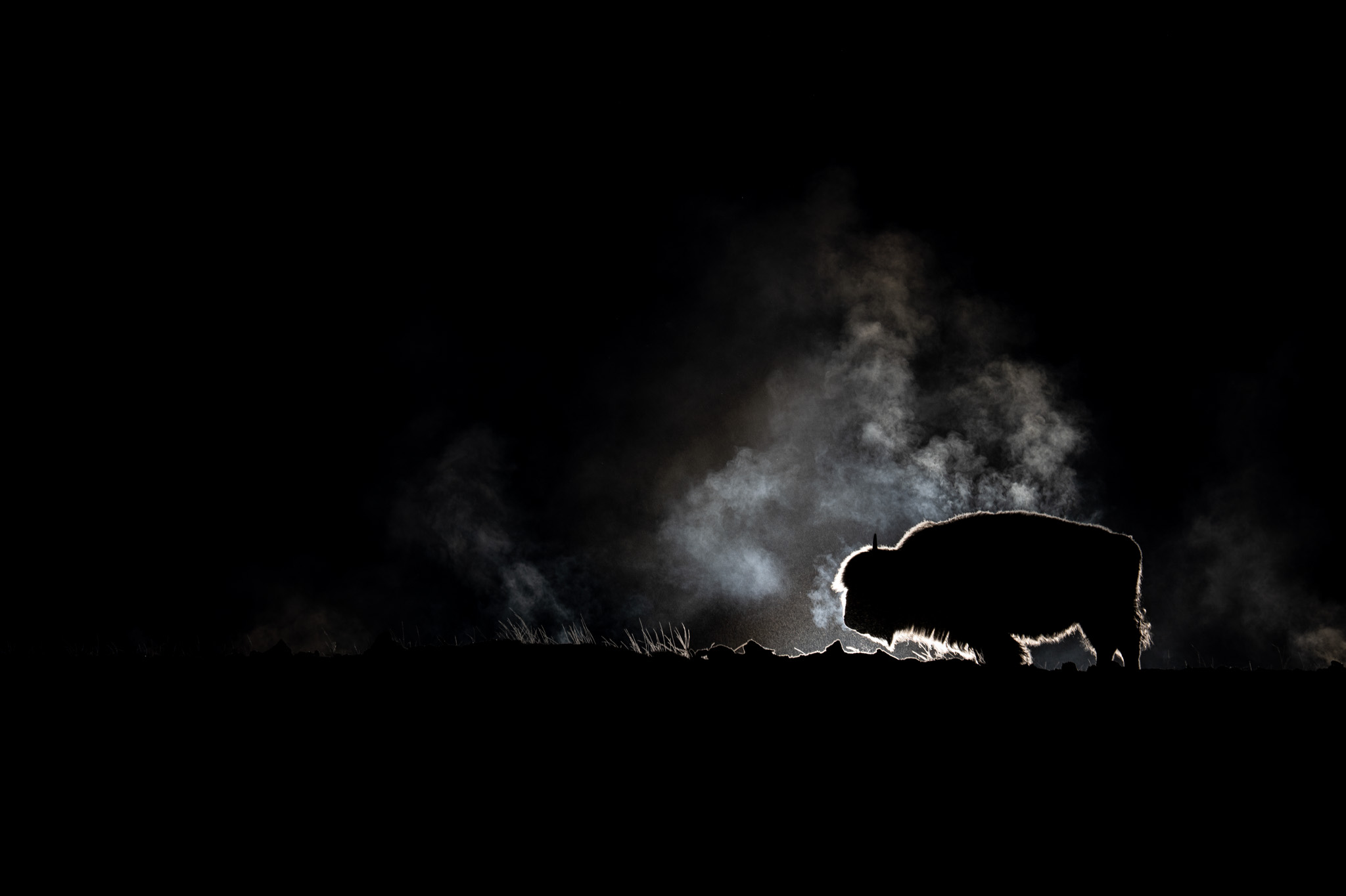 A bison silhouette surrounded by breath in deep darkness.