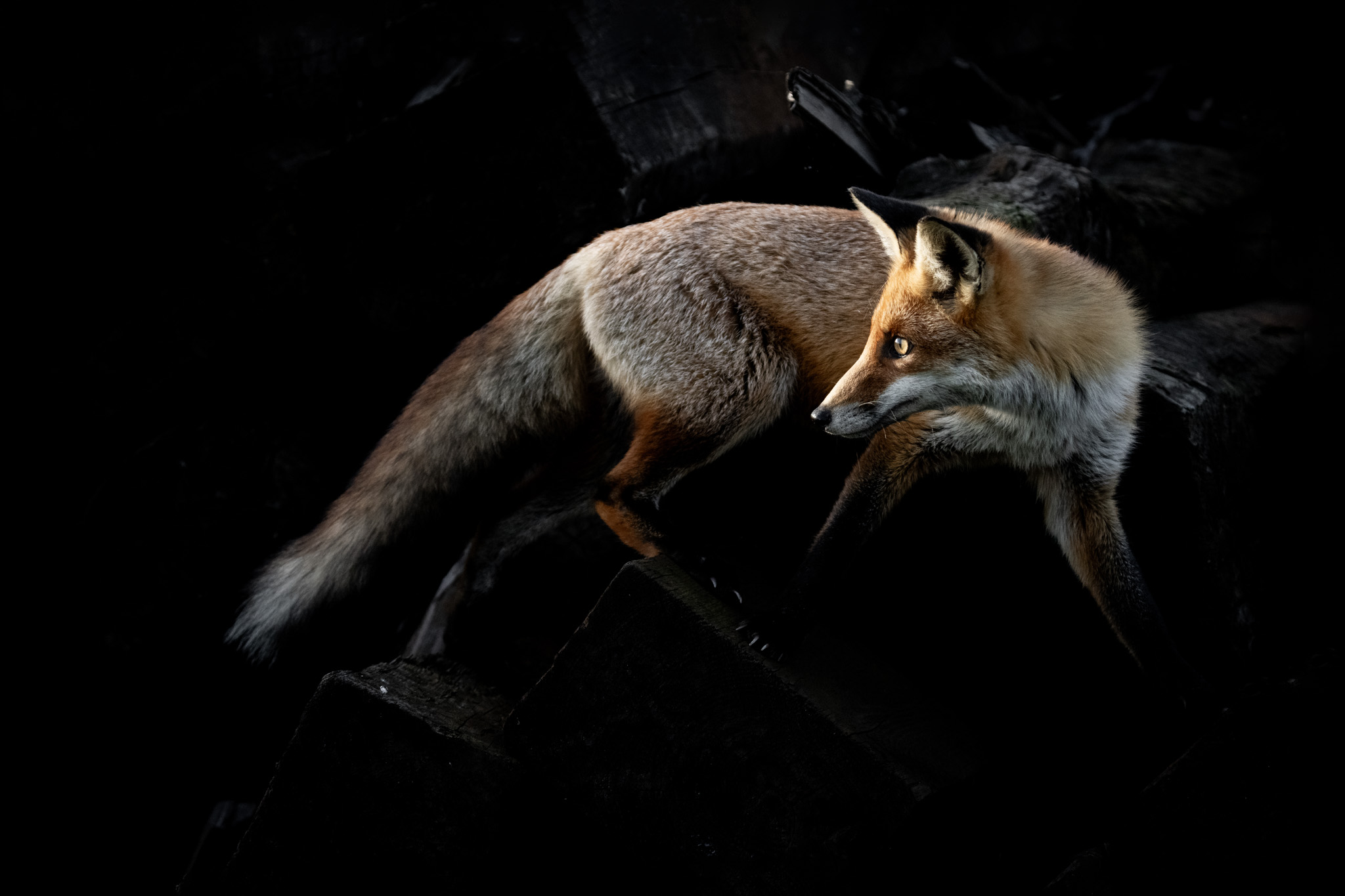 A fox looks back against a dark background of wood and shadow.