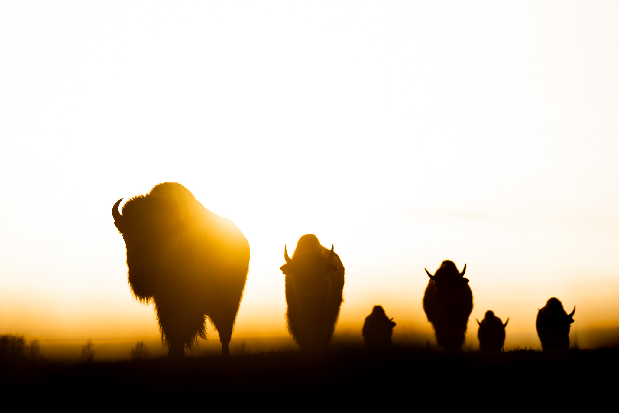 A bison herd moving through warm evening light.
