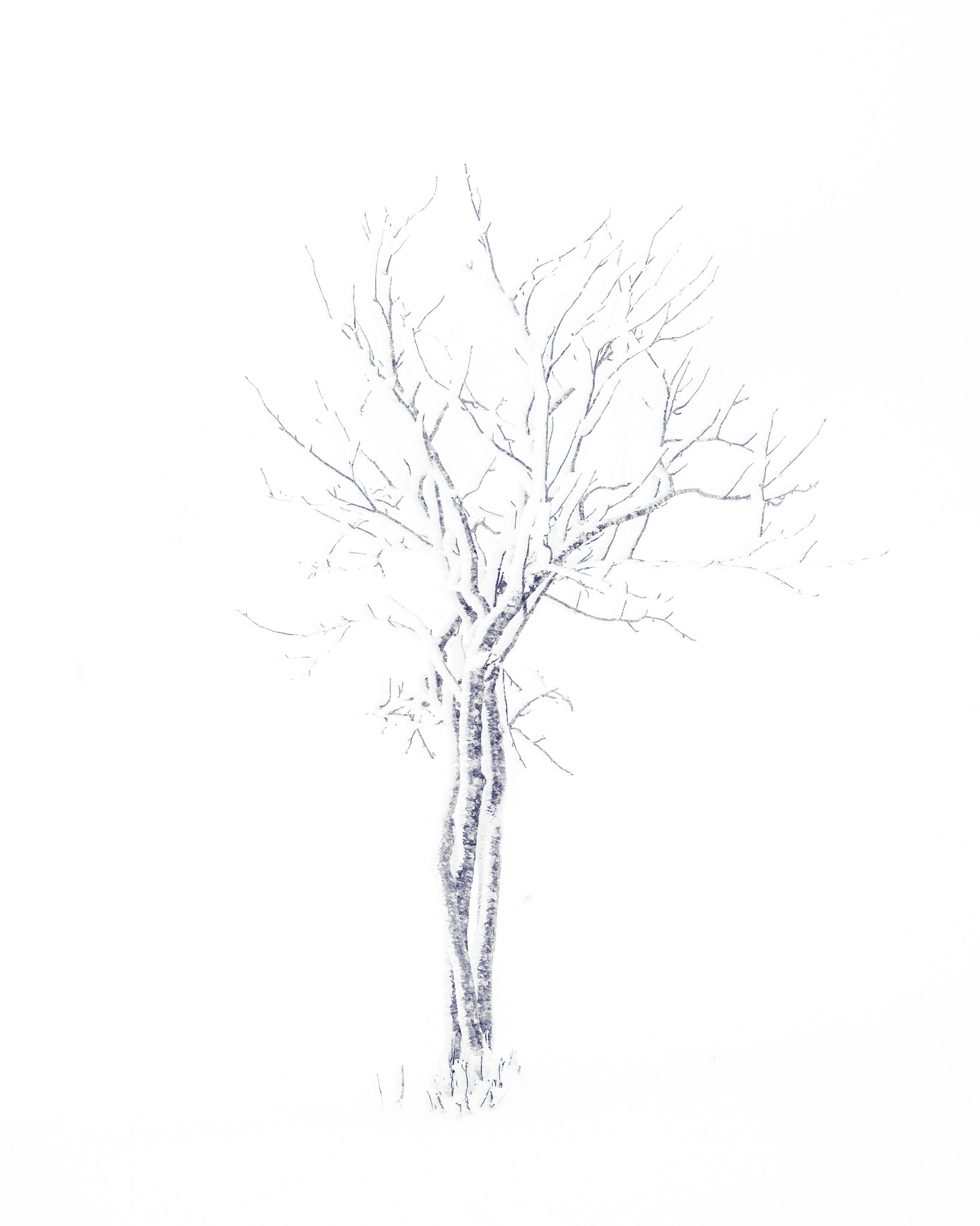 A snow-covered tree rendered as faint graphite-like lines on white.