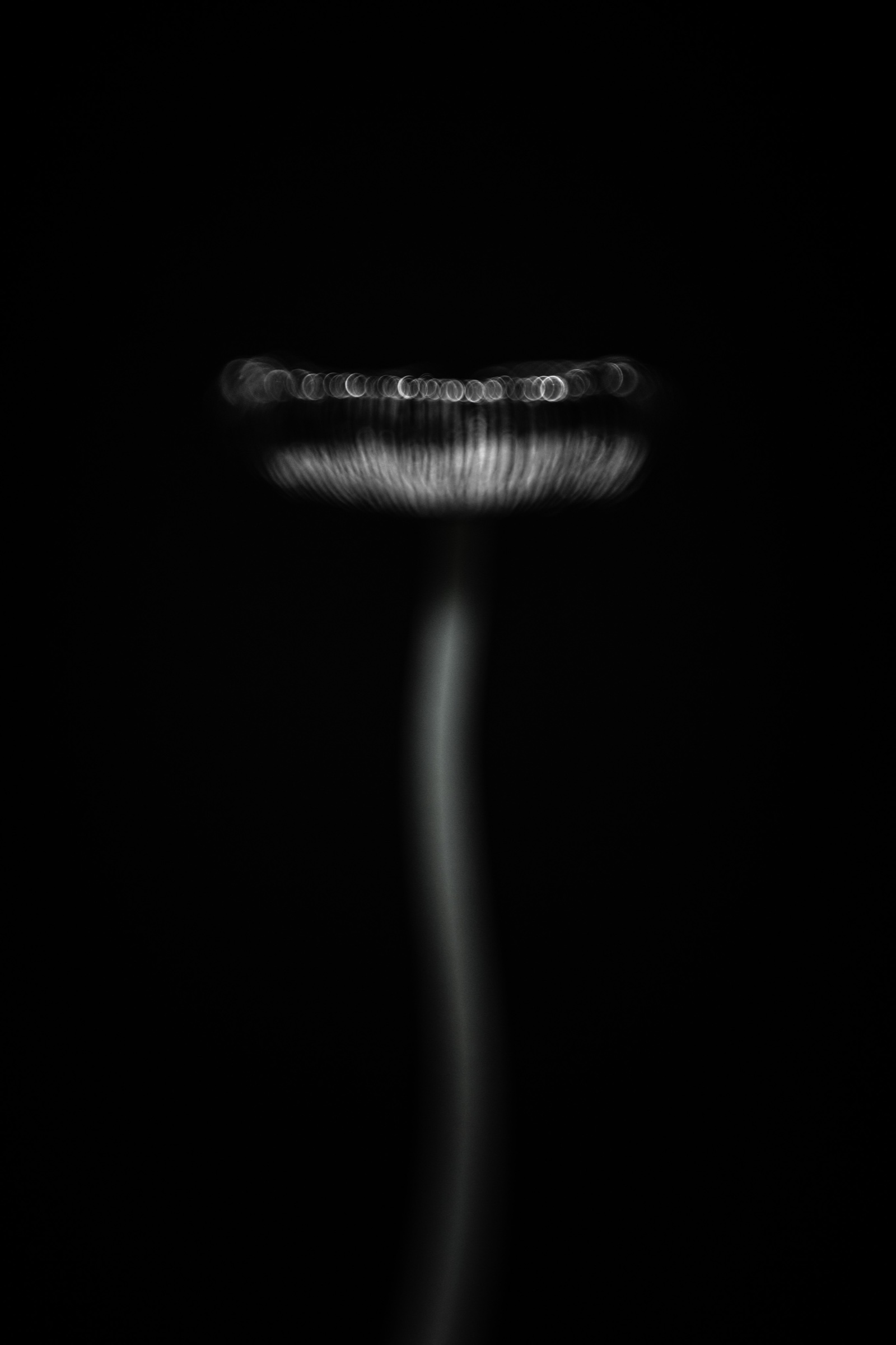 A slender inkcap reduced to a luminous line in darkness.