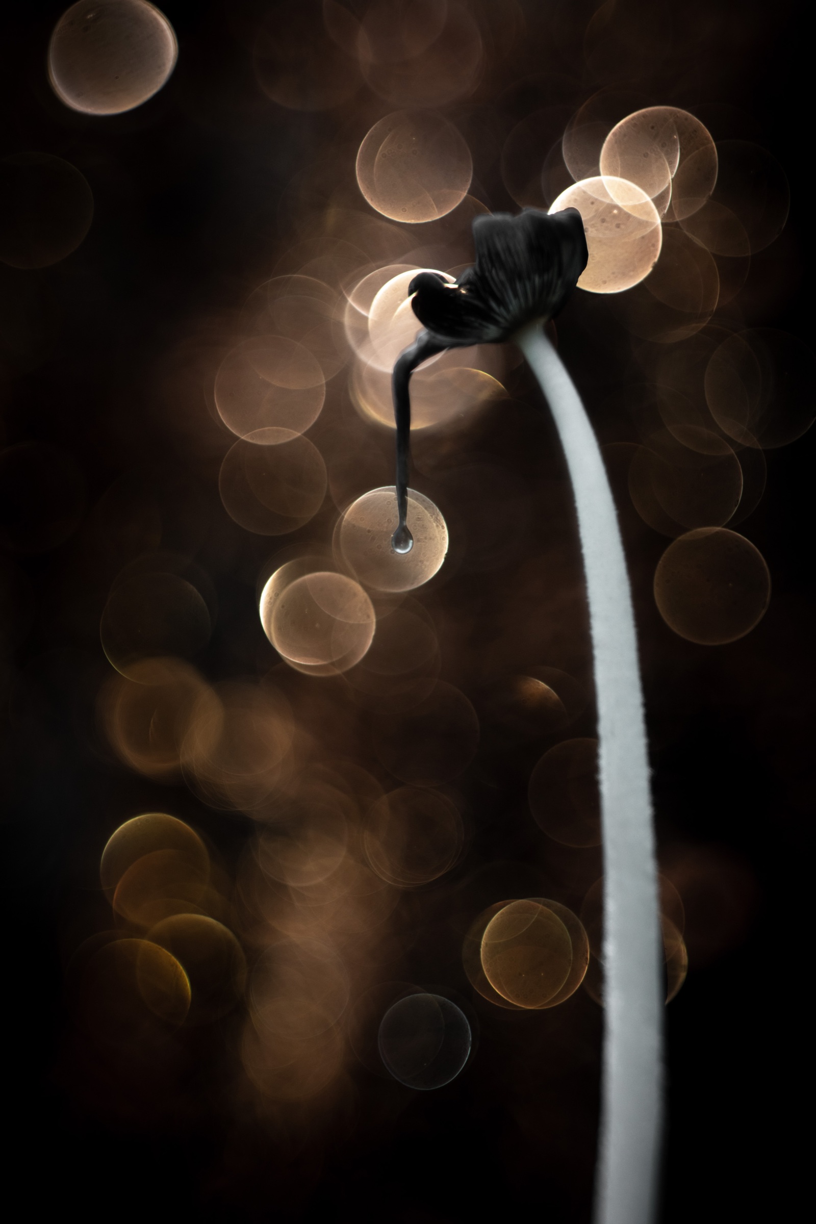 A dissolving inkcap curving into a black droplet against warm bokeh.