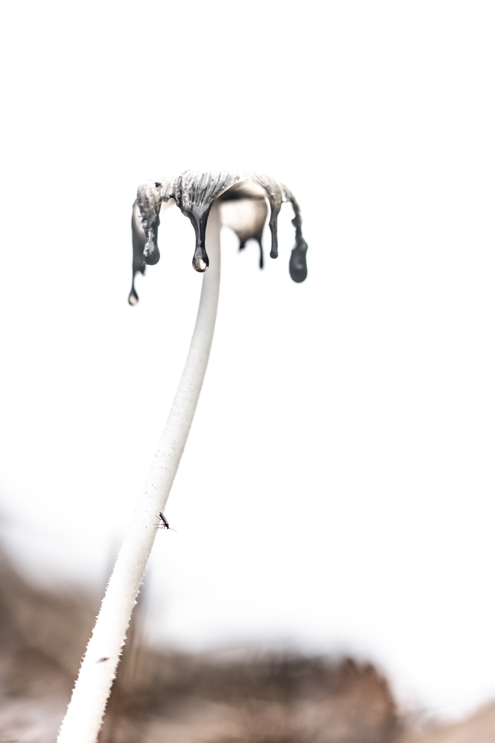 A tall white inkcap dissolving into dark liquid at its rim.
