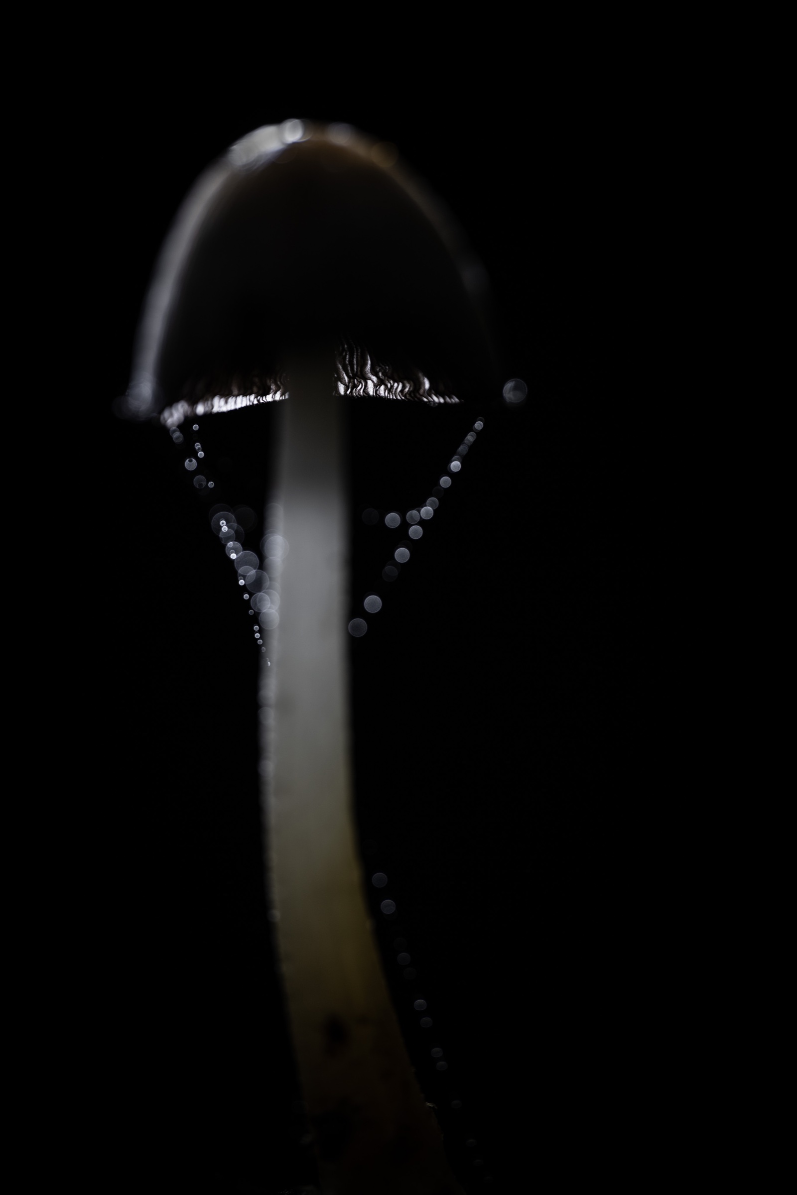 A dark inkcap with fine droplets held along its cap.