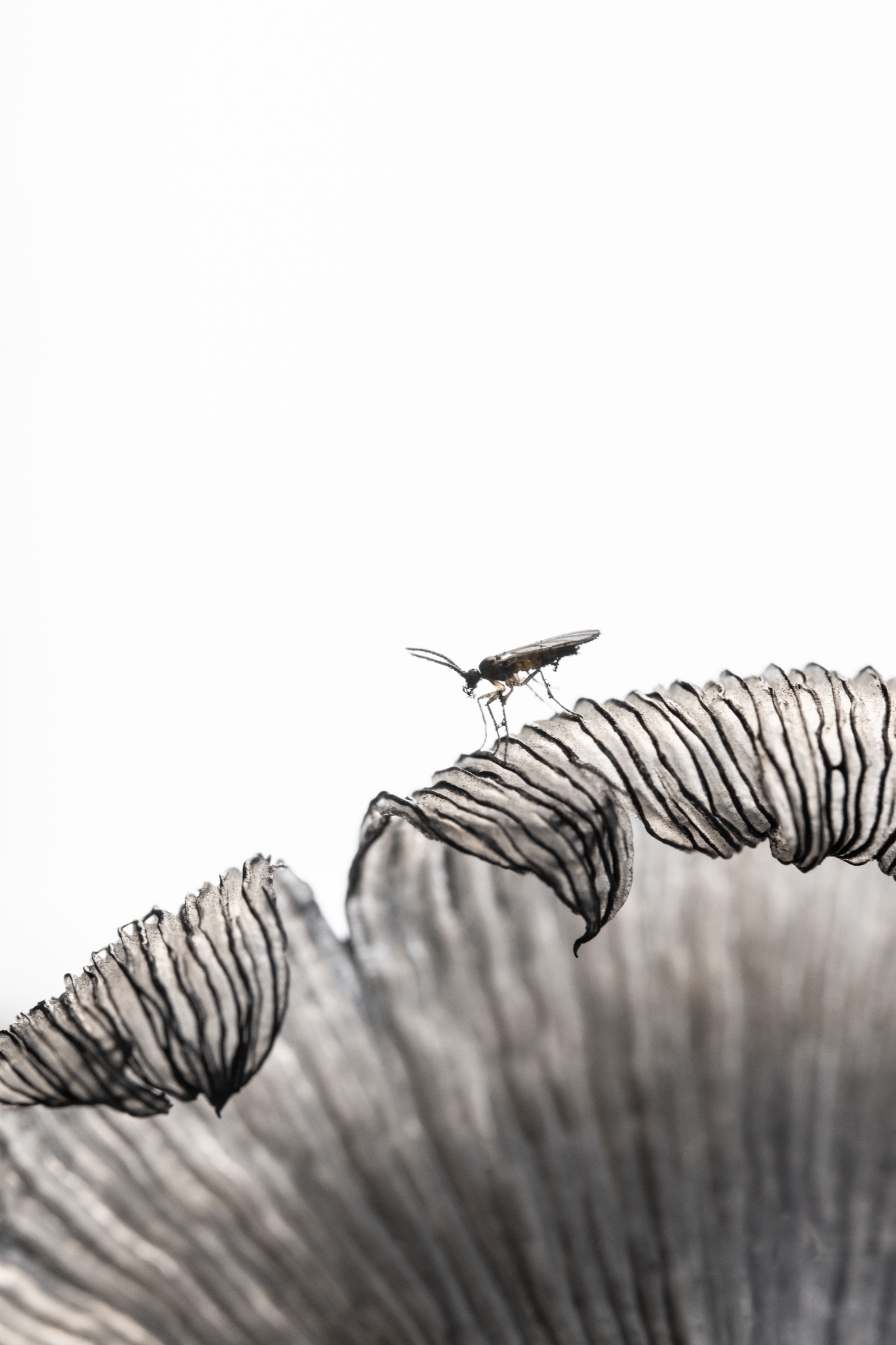 A small fly standing on the ribbed edge of an inkcap mushroom.