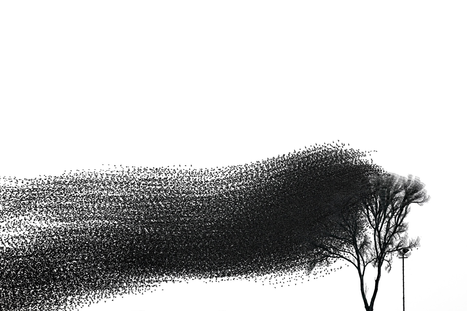 A broad current of starlings moving past a grounded tree.