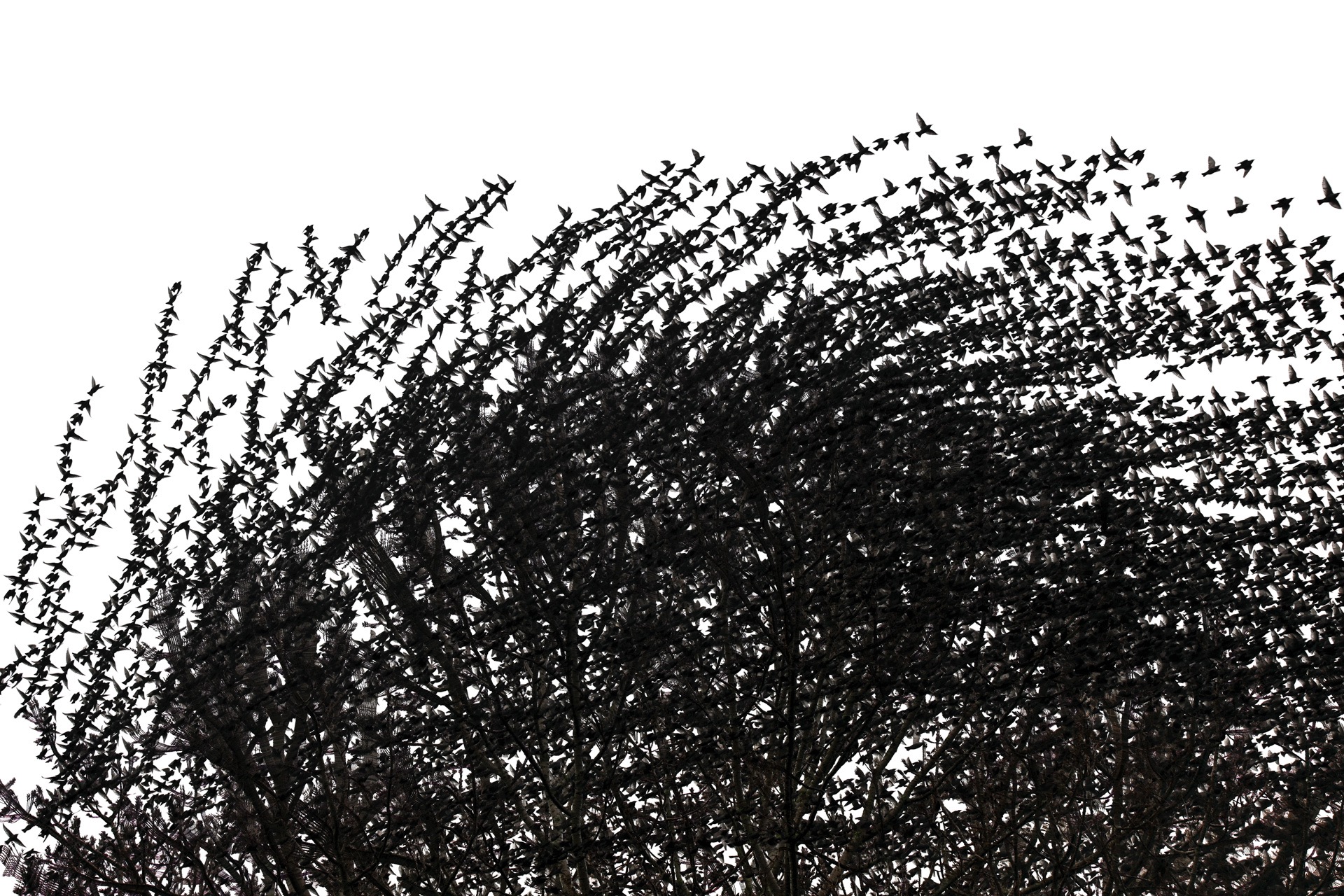 Repeated bird forms creating a dense abstract flight pattern.