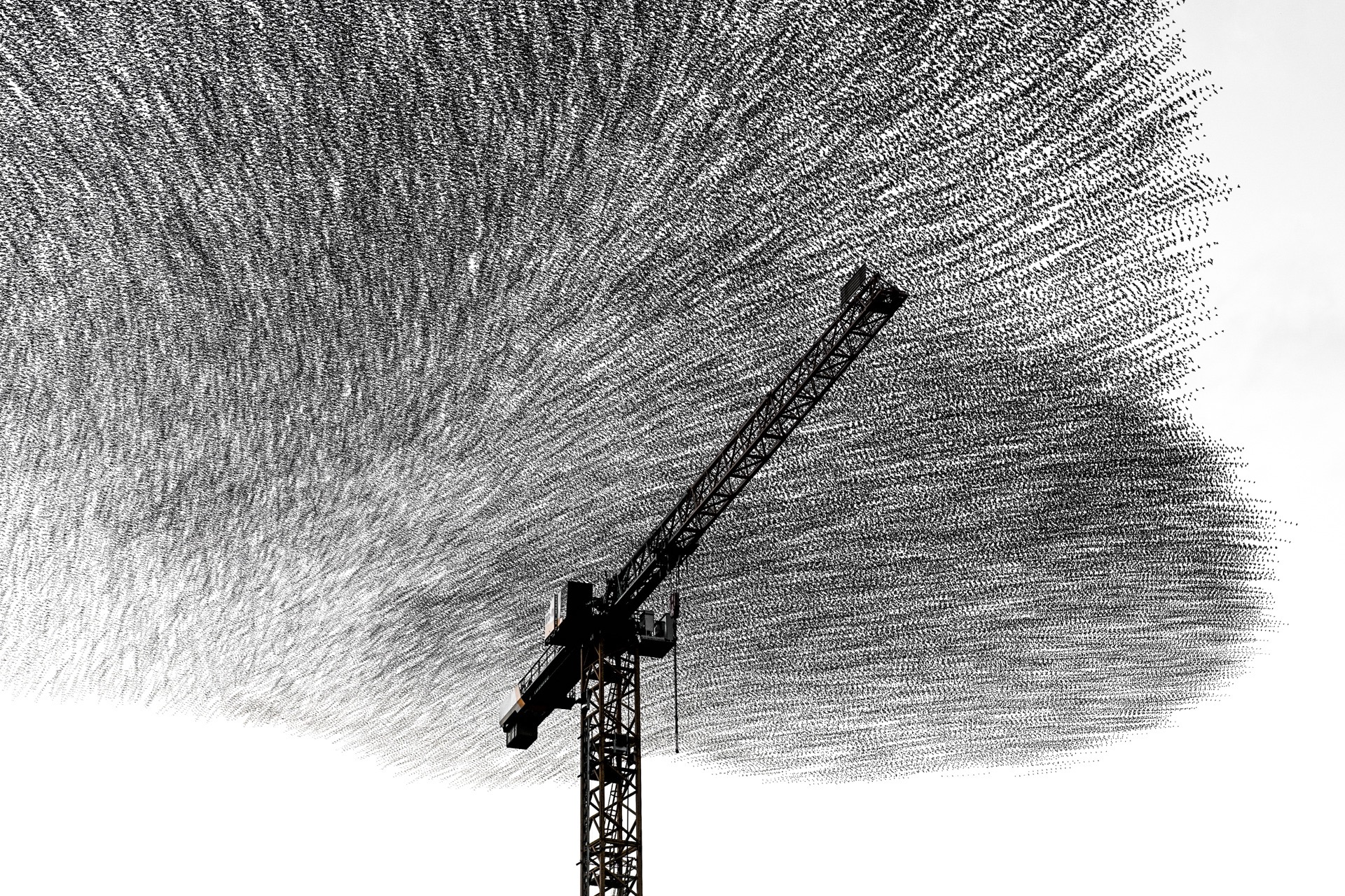 A starling murmuration flowing around the arm of a construction crane.