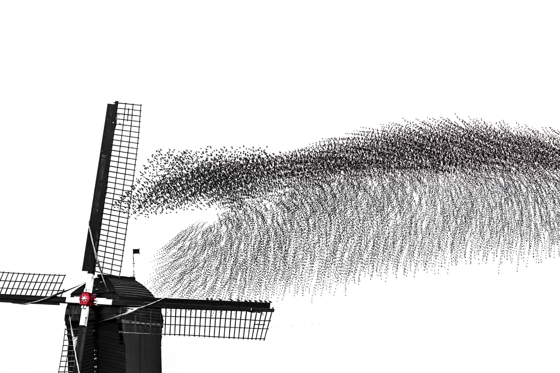 A murmuration flowing past a traditional Dutch windmill.