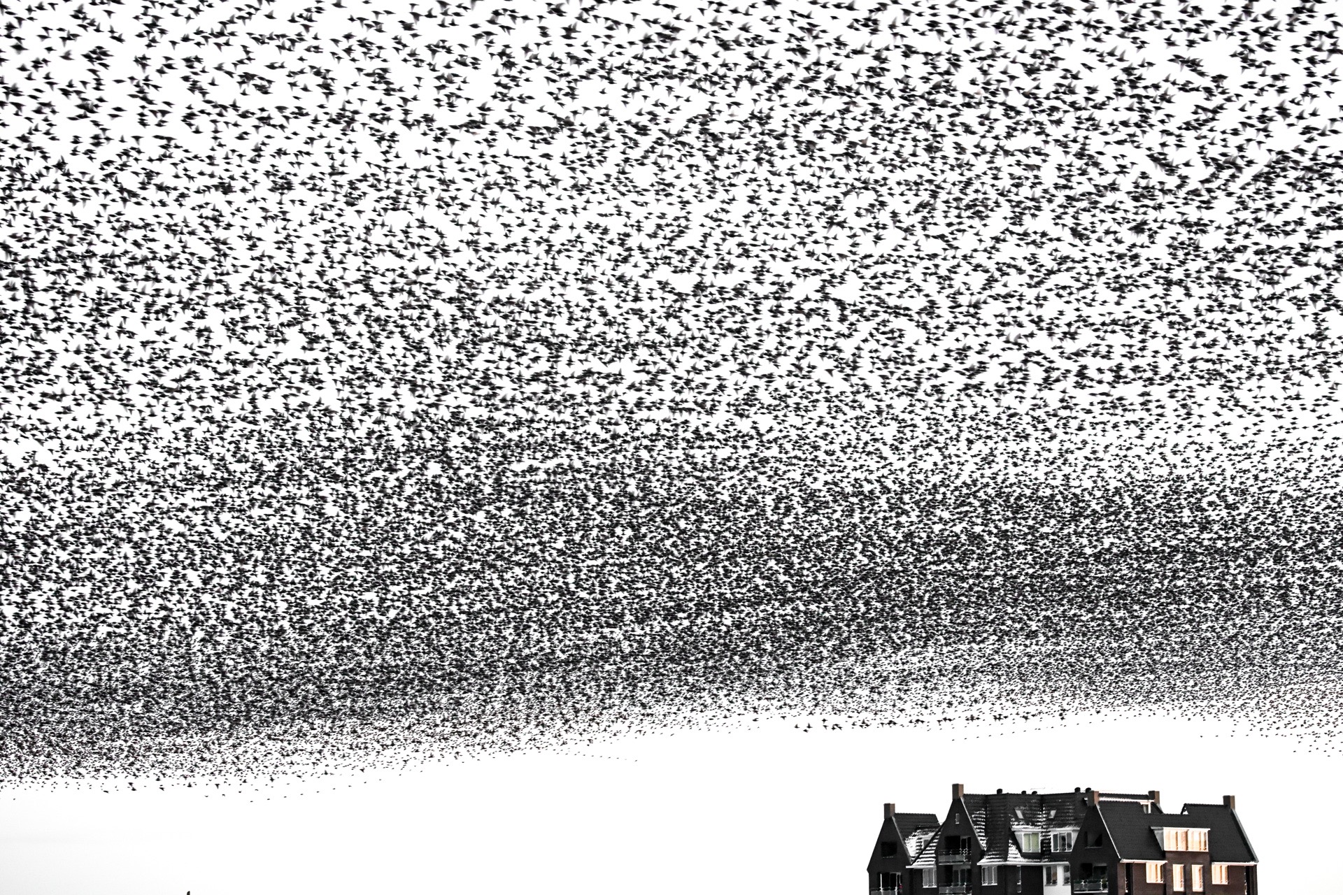 A dense flock of starlings suspended above a row of houses.