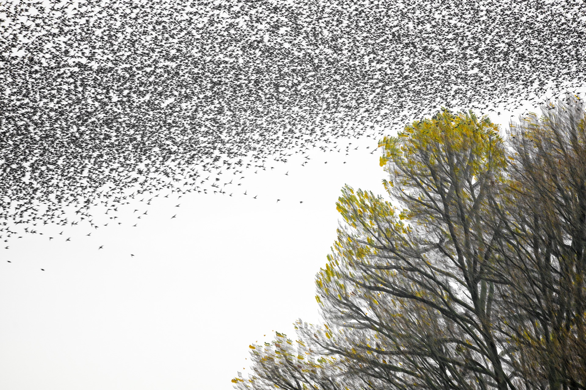 Layered starlings vibrating above an autumn tree canopy.
