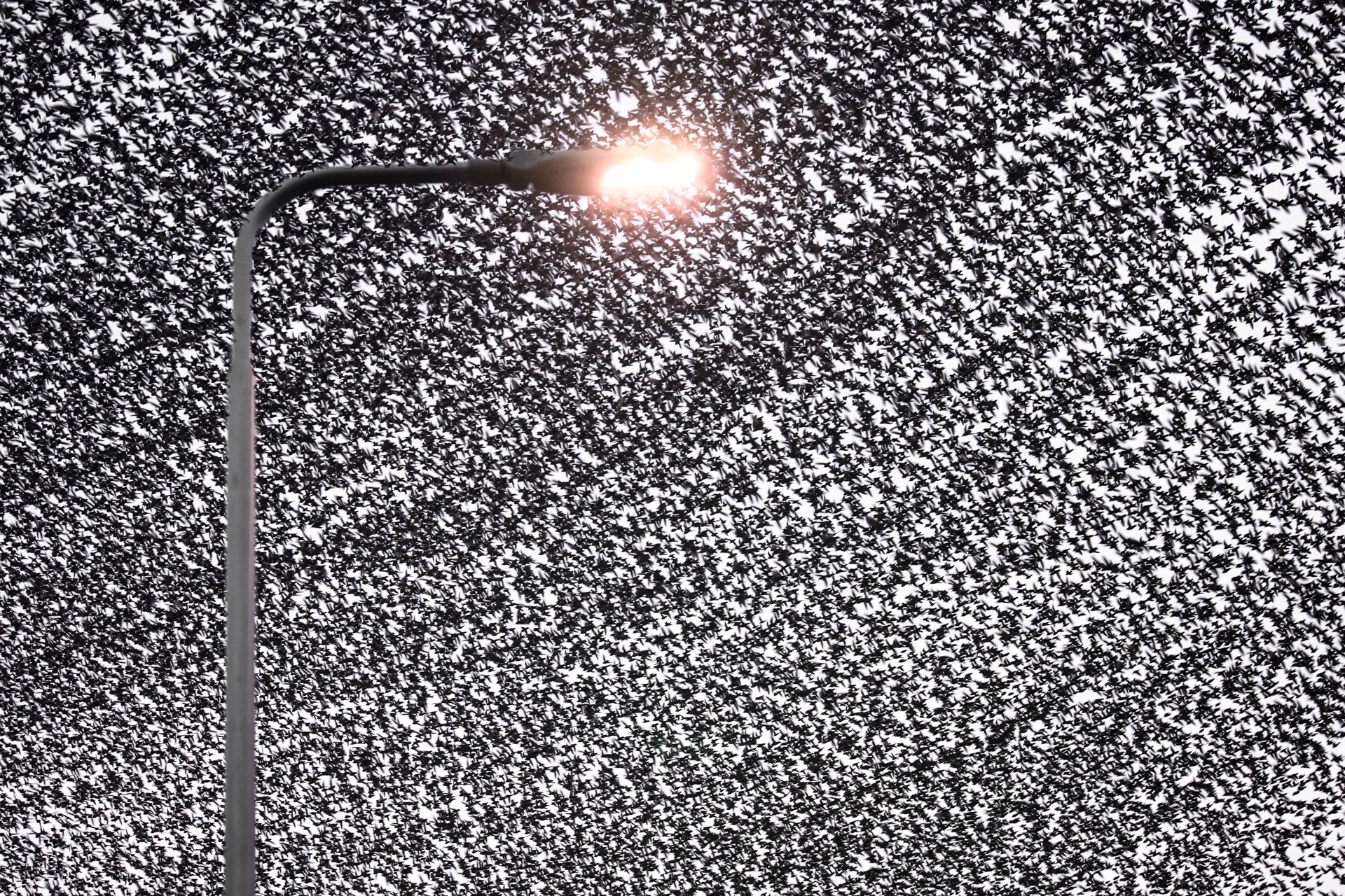 Thousands of starlings circling a glowing streetlight in Oss.