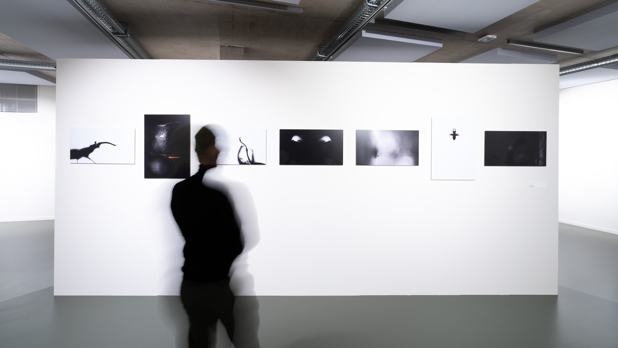 A visitor viewing the Untamed Sculpture series installed in a gallery.