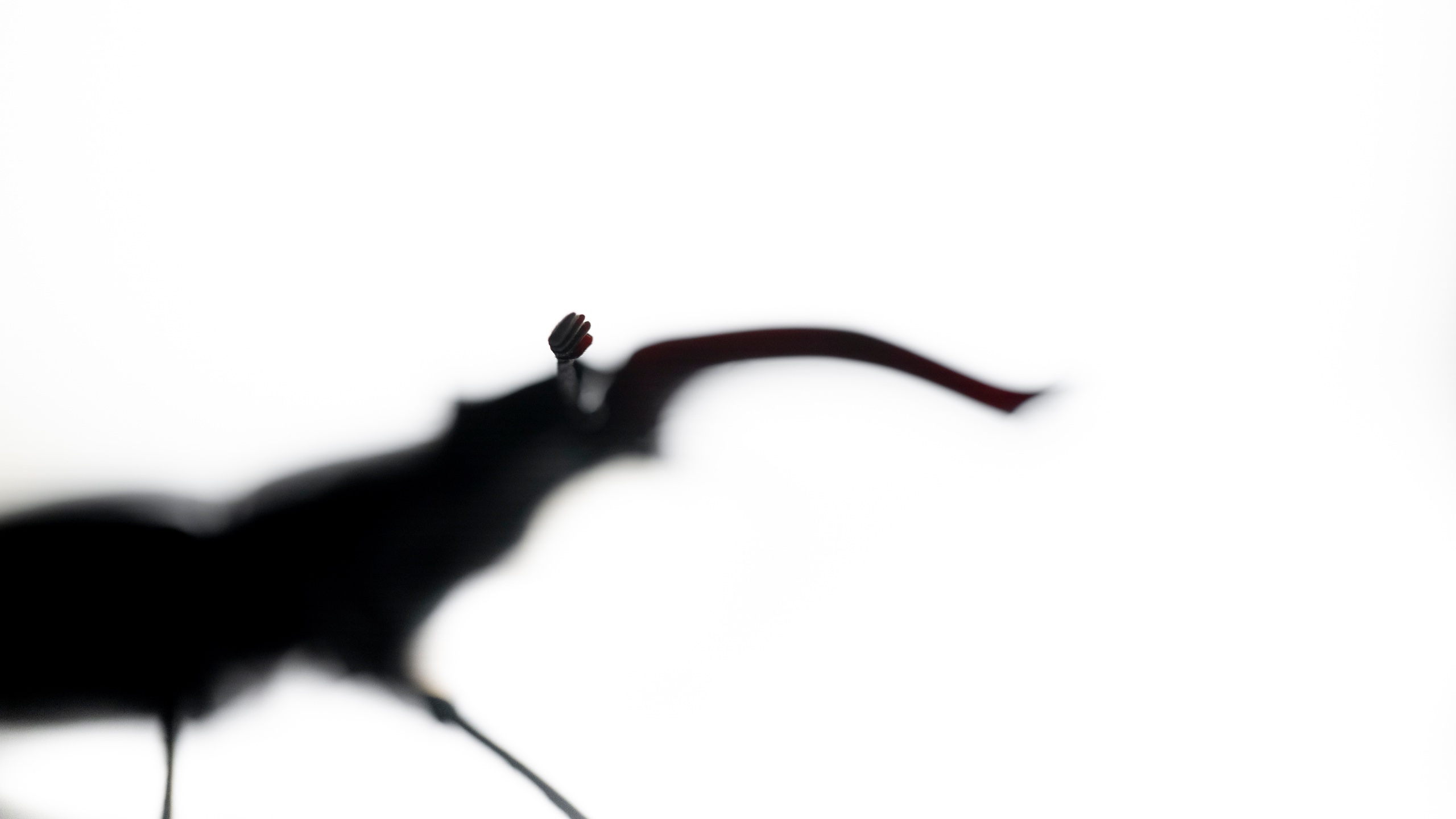 The elongated profile of a stag beetle reduced to black gesture on white.
