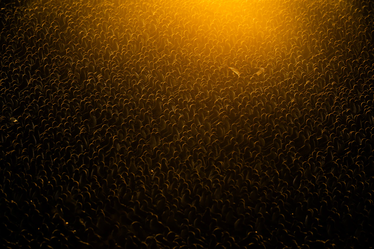 Flock of Gold Flock of Gold, one bird lifting above a vast colony glowing in golden light.