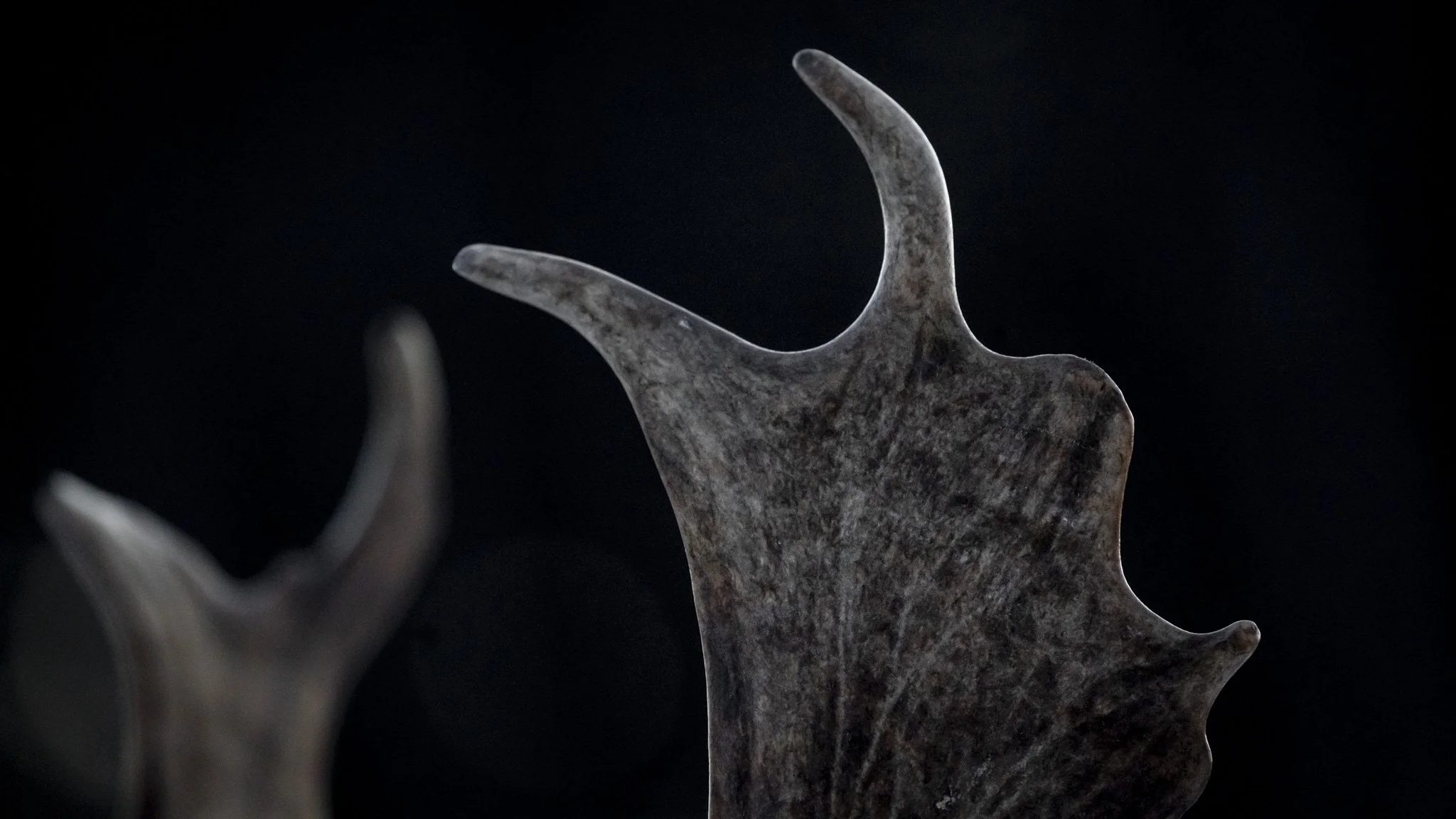 Close antler forms resembling abstract sculpture.